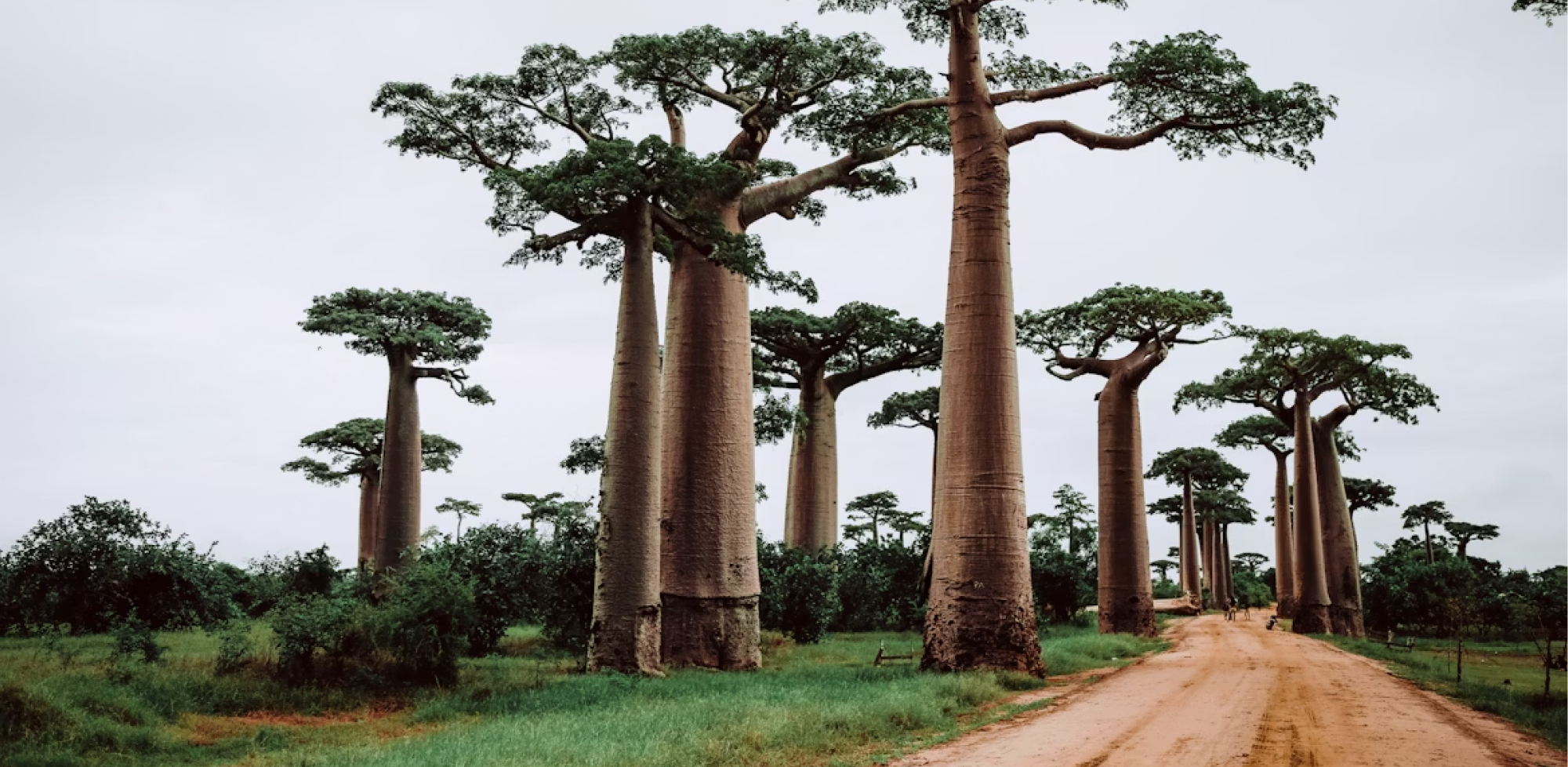 PARTICIPATING COUNTRIES参加国